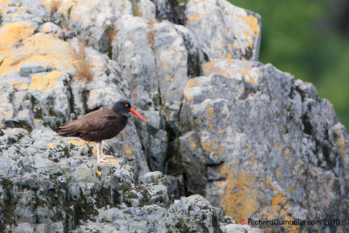 AMERICAN BLACK OYSTERCATCHER 